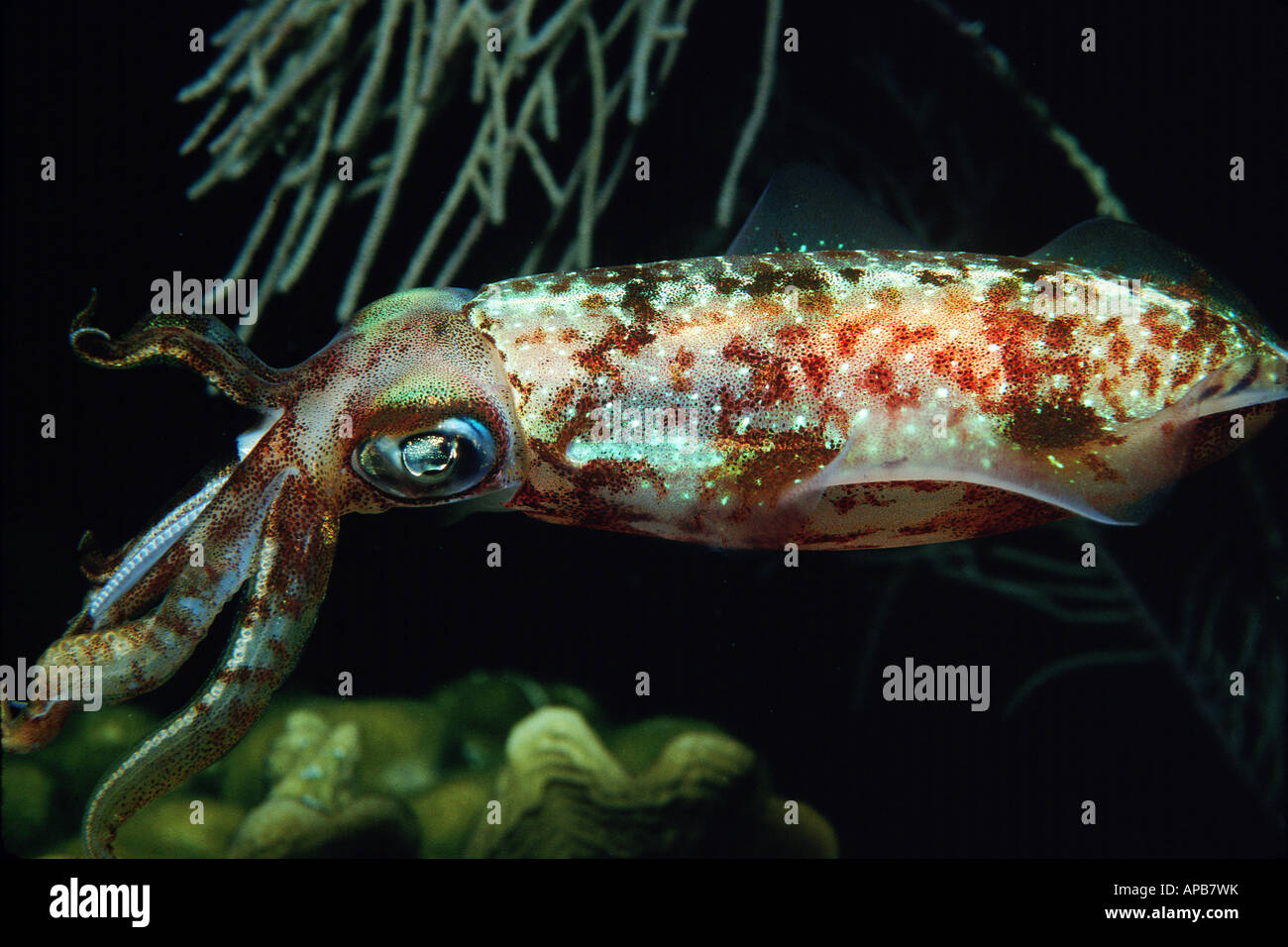 Caribbean Reef squid sepioteuthis sepioidea Stockfotografie Alamy