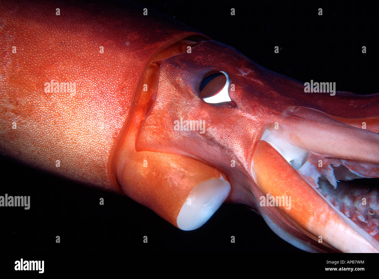 Humboldt squid dosidicus gigas See von Cortez in Mexiko Stockfoto