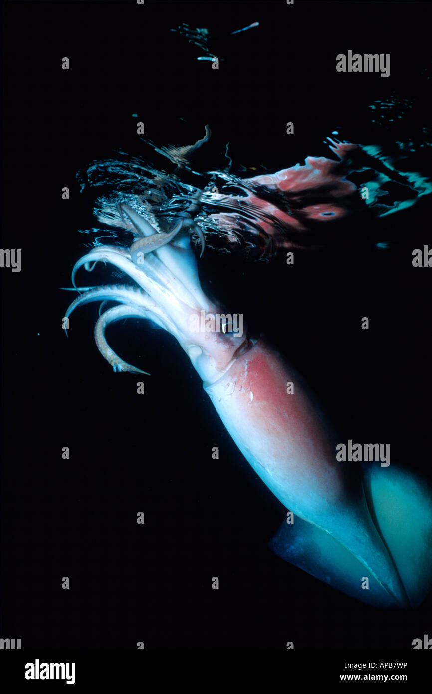 Humboldt squid dosidicus gigas See von Cortez in Mexiko Stockfoto