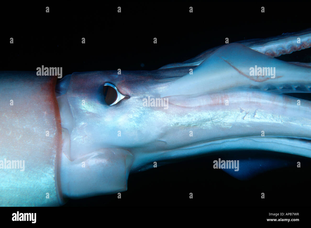 Humboldt squid dosidicus gigas See von Cortez in Mexiko Stockfoto