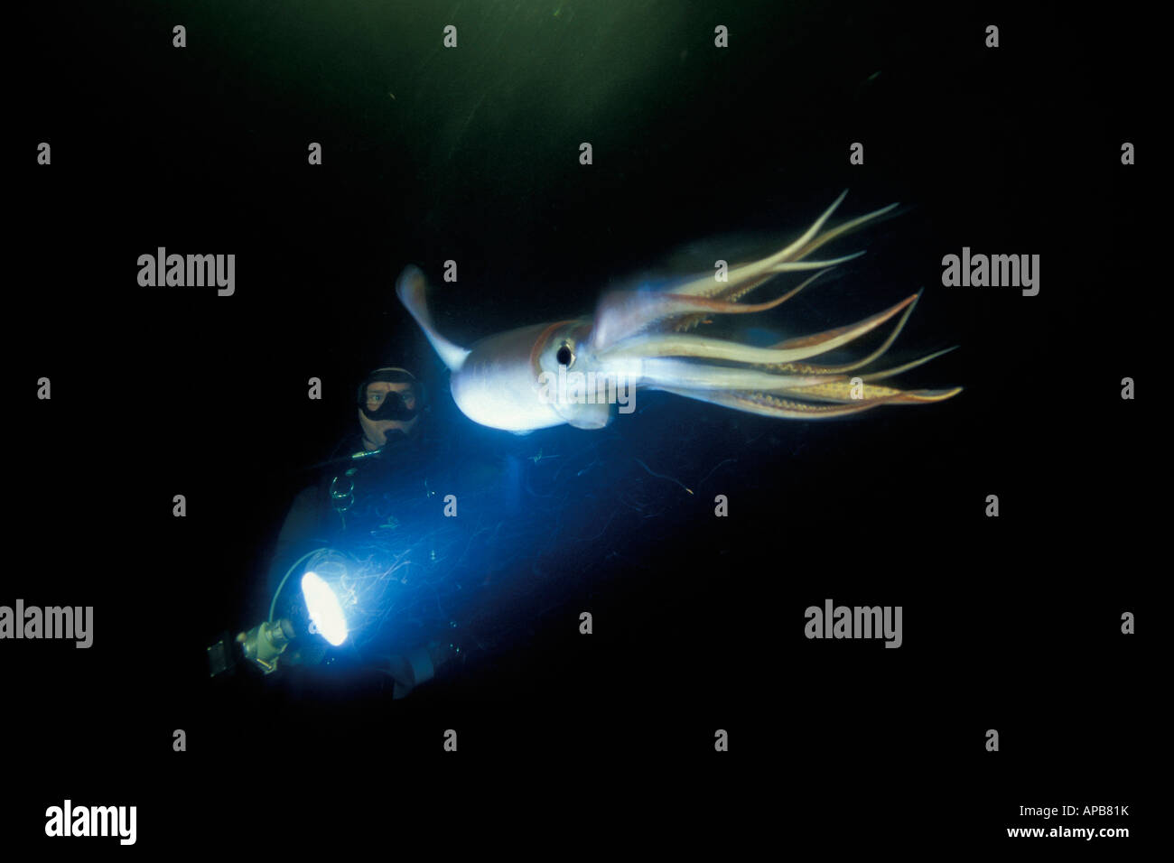 Humboldt squid dosidicus gigas See von Cortez in Mexiko Stockfoto