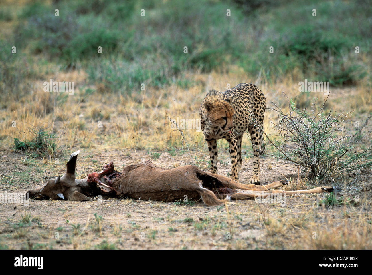 Afrikanische Katze Stockfoto