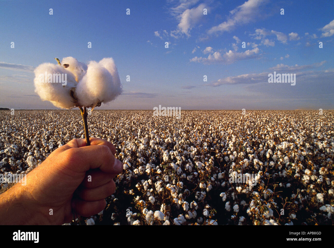 Landwirtschaft - Hand, die eine Reife Baumwolle Boll mit einer Reife, Ernte bereit Baumwollfeld im Hintergrund / Kalifornien, USA. Stockfoto