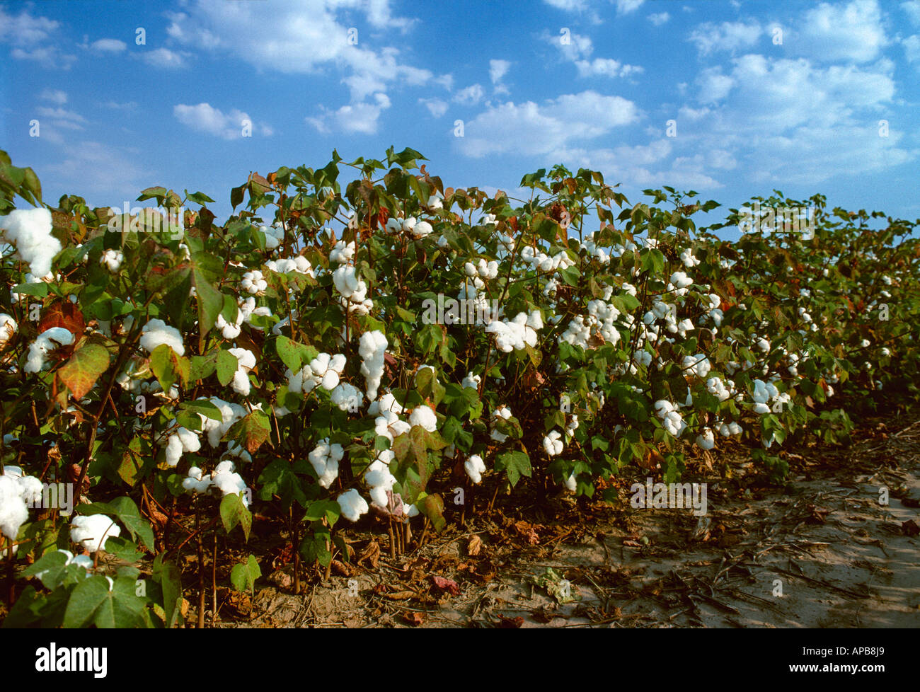 Landwirtschaft - Reifen Baumwollpflanzen mit offenen Trockenfäule bereit für Entblätterung / Mississippi, USA. Stockfoto