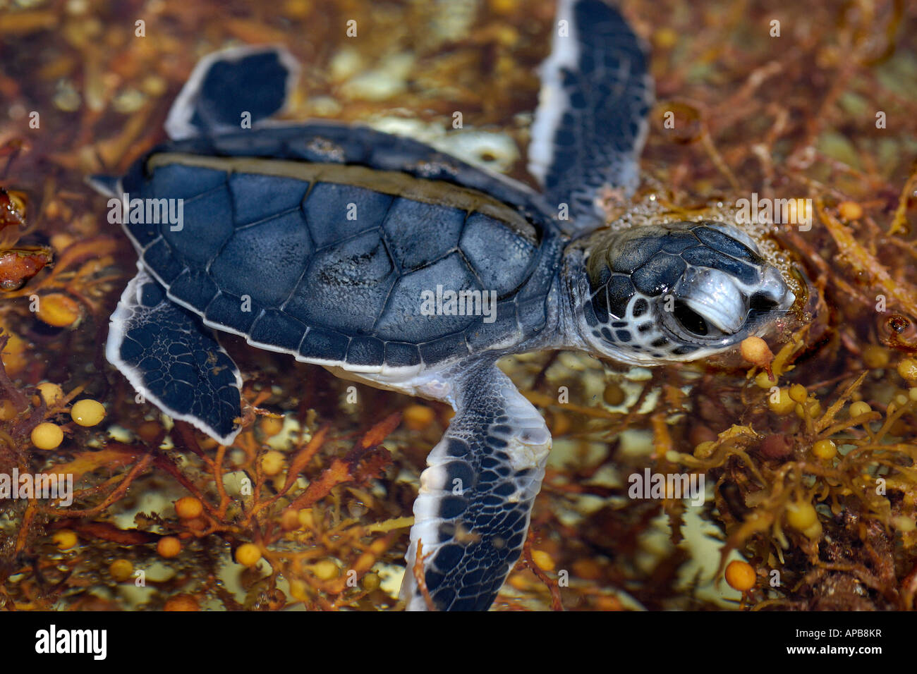 Grüne Meeresschildkröte Chelonia Mydas Jungtier in Sargassum Unkraut Florida c Stockfoto
