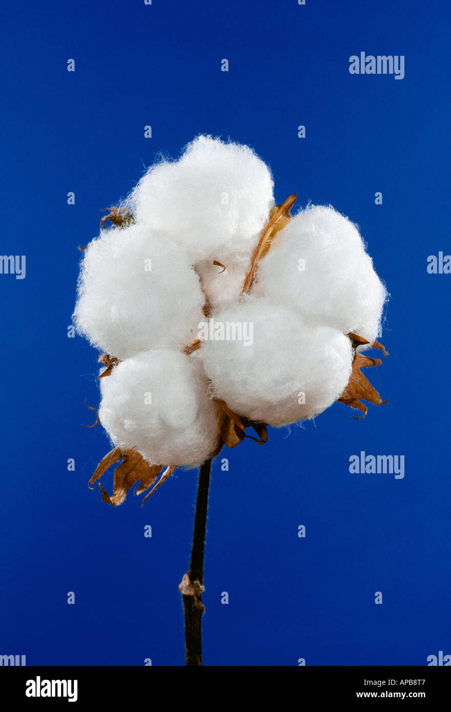 Landwirtschaft - vollständig geöffneten Reifen 5-Lock Acala Baumwolle Boll gegen blauen Himmel / San Joaquin Valley, Kalifornien, USA. Stockfoto