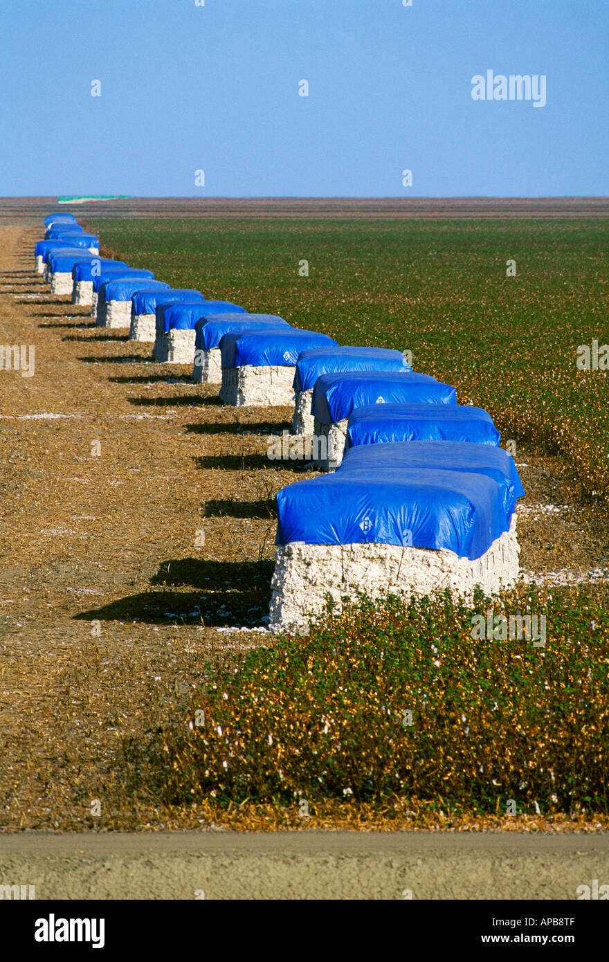 Baumwolle-Module Linie ein Baumwolle-Feld-Turnrow nach der Ernte. Ein einzelnes Modul enthält 10-12 Ballen / Kalifornien, USA. Stockfoto