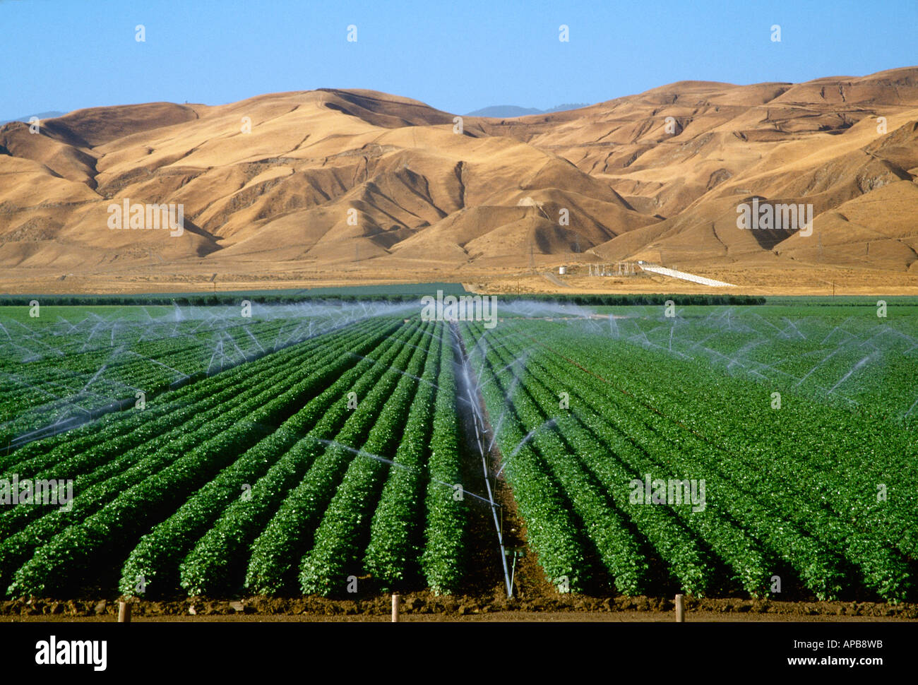 Baumwollfeld in Pre-Blüte-Phase werden Sprinkler bewässert mit Bergen im Hintergrund / San Joaquin Valley, Kalifornien, USA. Stockfoto