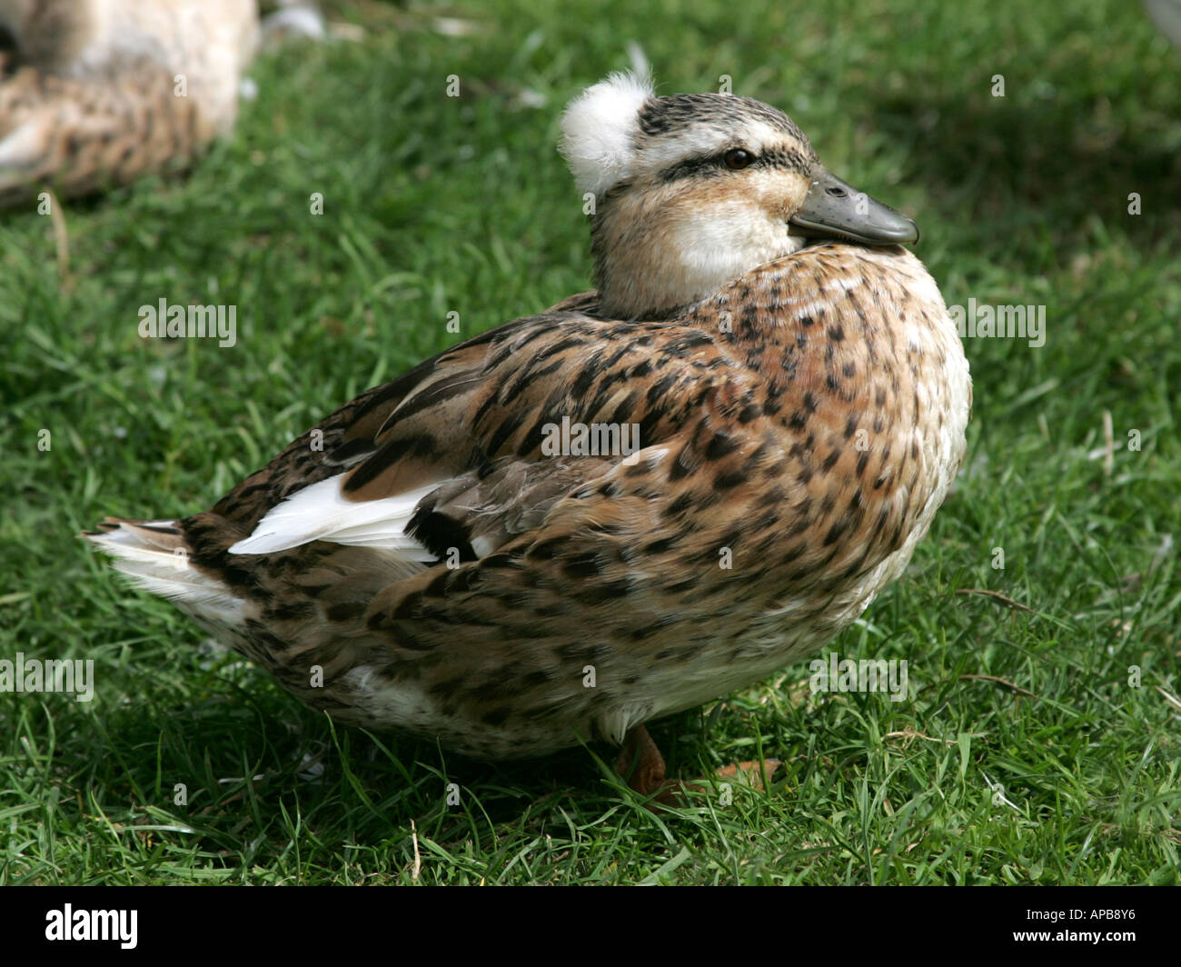 Ein Reiherenten mit ein bad Hair Day. Stockfoto