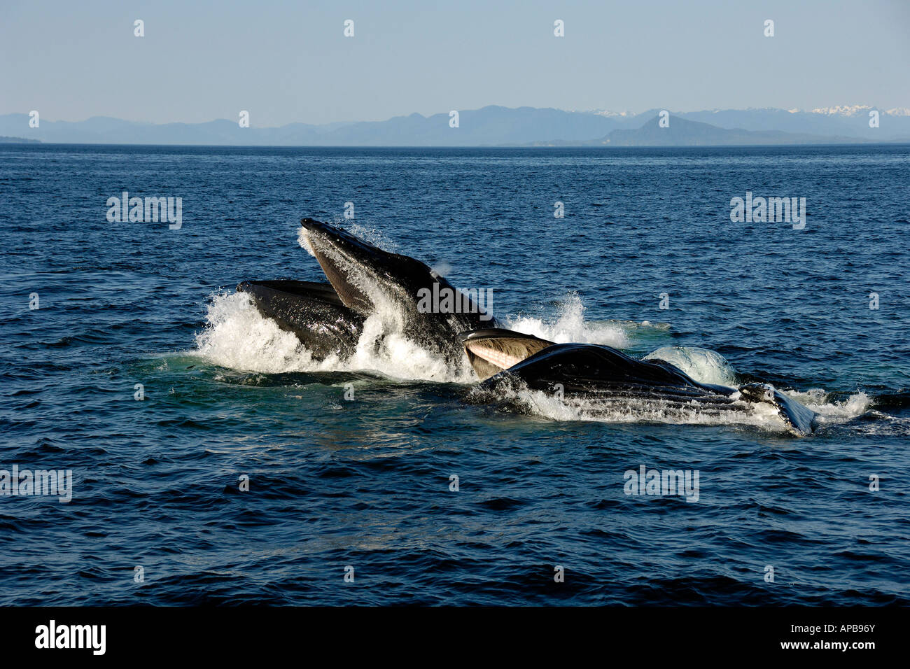 Buckelwal Megaptera novaeangliae, Clarence Strait, Alaska, Pazifischer Ozean Stockfoto