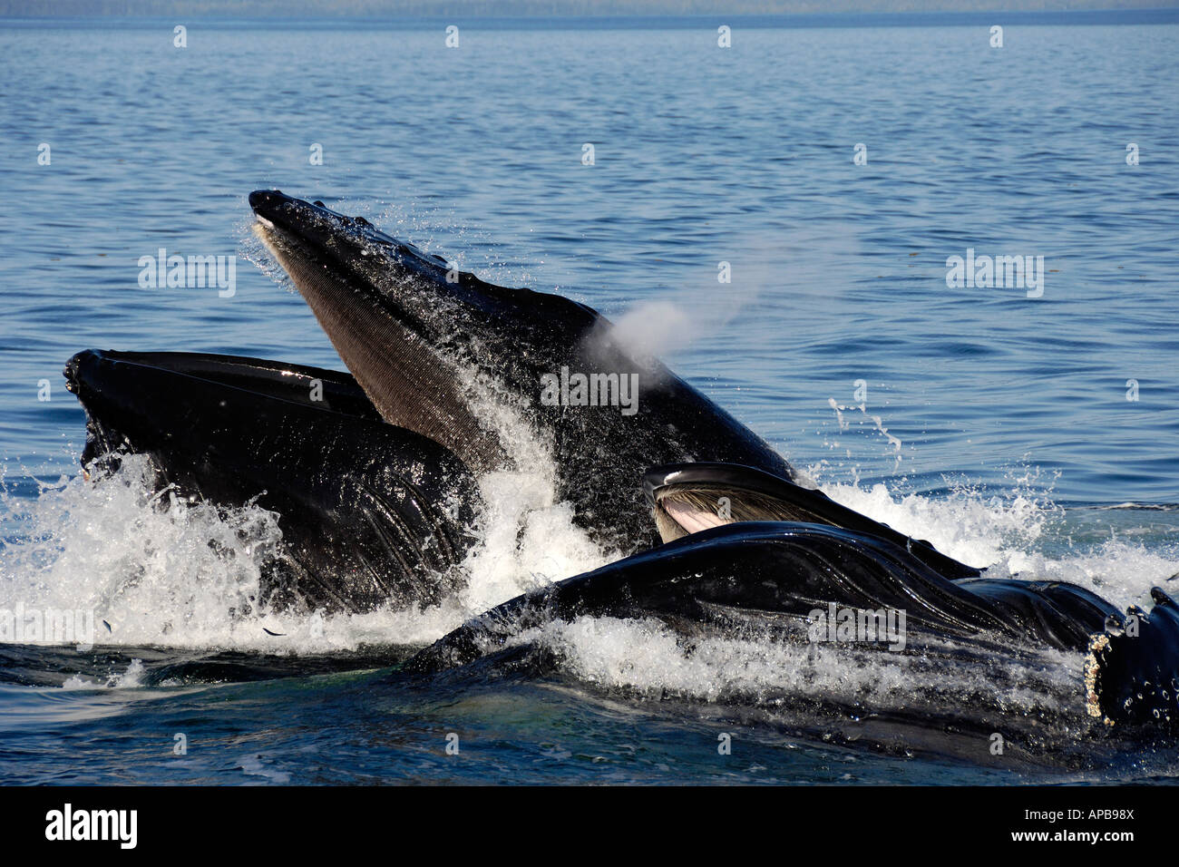 Buckelwal Megaptera novaeangliae, Clarence Strait, Alaska, Pazifischer Ozean Stockfoto