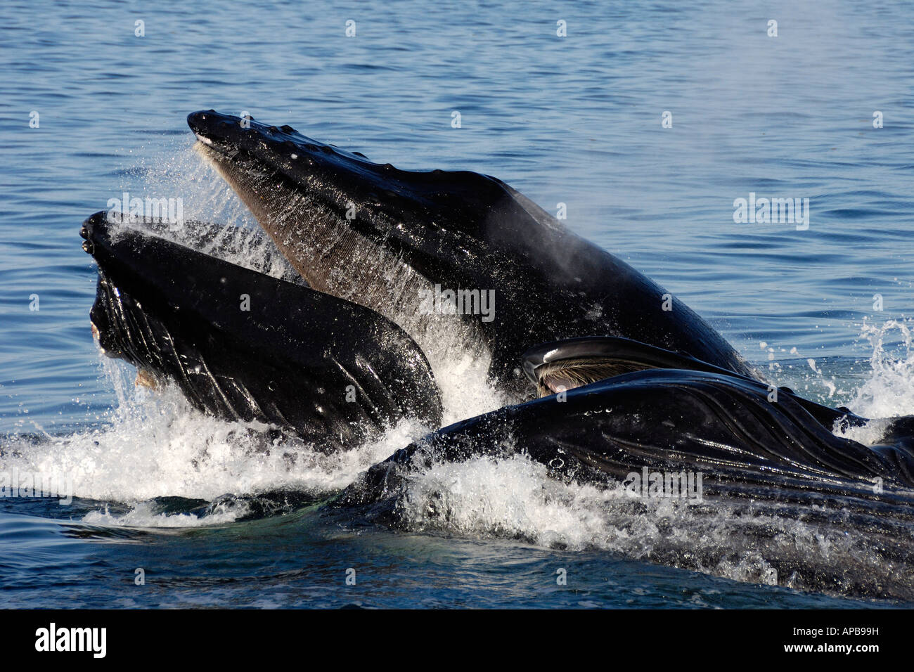 Buckelwal Megaptera novaeangliae, Clarence Strait, Alaska, Pazifischer Ozean Stockfoto