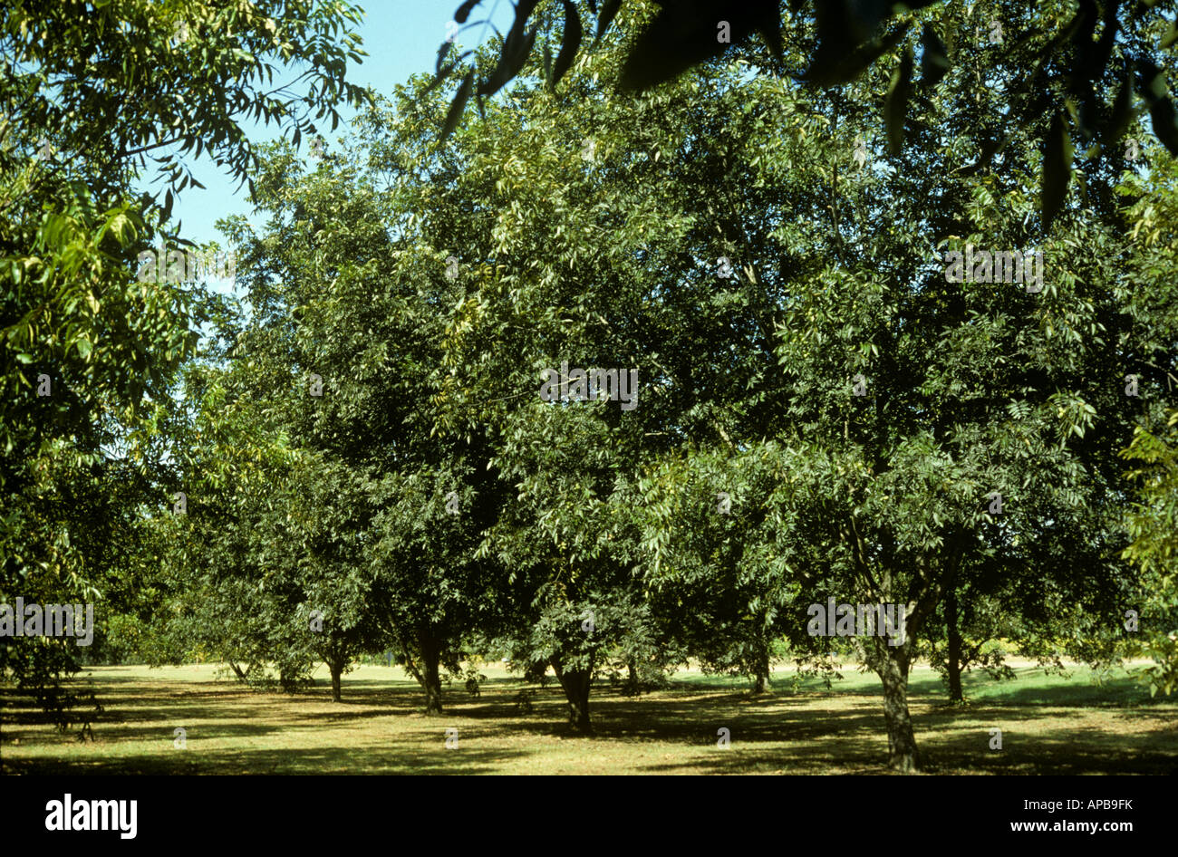 Reife Pecan-Nuss-Plantage Mississippi USA Stockfoto