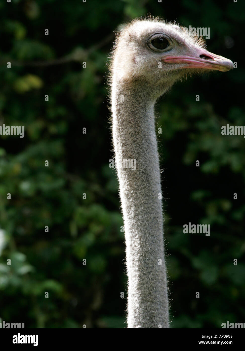 Kopfschuss eines Straußes mit einem langen Hals. Stockfoto