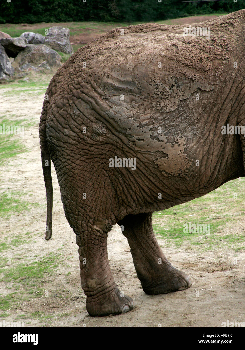 Seitenansicht eines Elefanten. Stockfoto