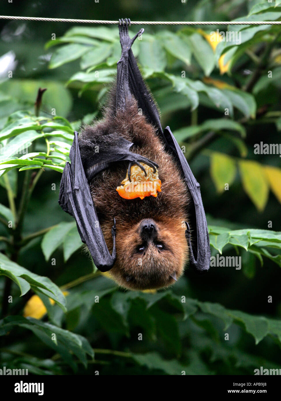 Ein Fruitbat hängenden Kopf essen Früchte. Stockfoto