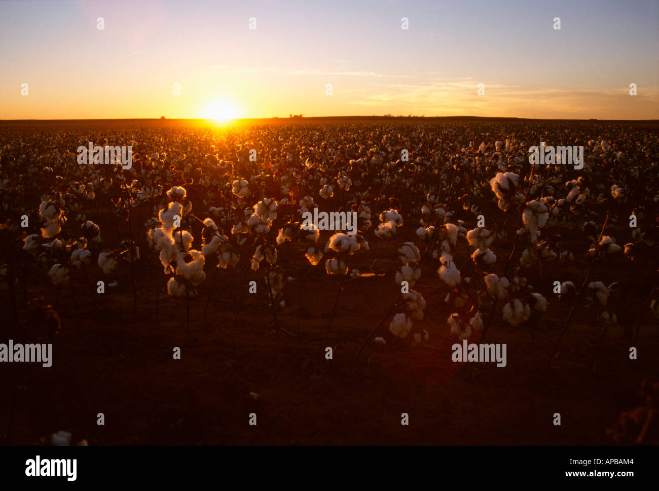 Landwirtschaft - Reifen entblätterte bereit Erntefeld Stripperin Baumwolle bei Sonnenuntergang / Childress, Texas, USA. Stockfoto