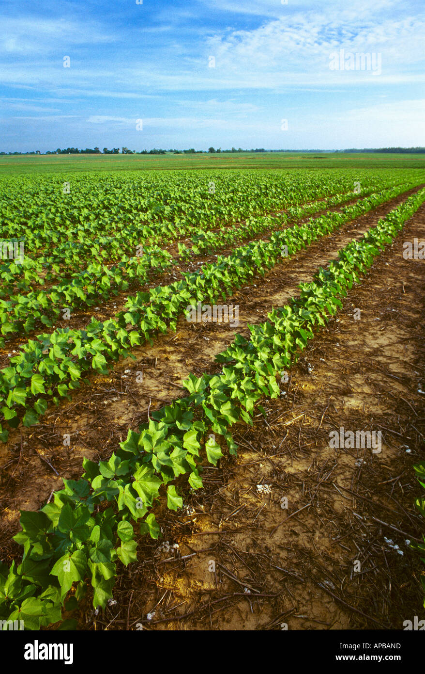 Landwirtschaft - Grossfeld frühen Wachstum Direktsaat Baumwolle bei 8-10-Blatt-Stadium / Tennessee, USA. Stockfoto