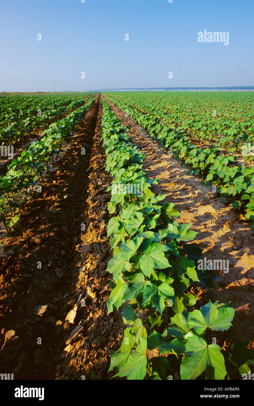 Bereich der gesunden frühen Wachstum Baumwolle im späten Frühjahr. Gepflügtes Nut in jeden anderen Mitte ist für Furchenbewässerung / Mississippi. Stockfoto