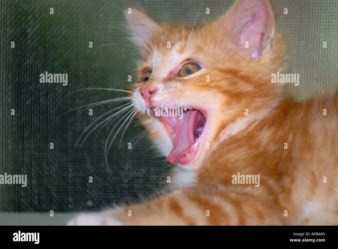 10 Wochen alten gold inländischen Kurzhaar Tabby Kitten Zischen Stockfoto