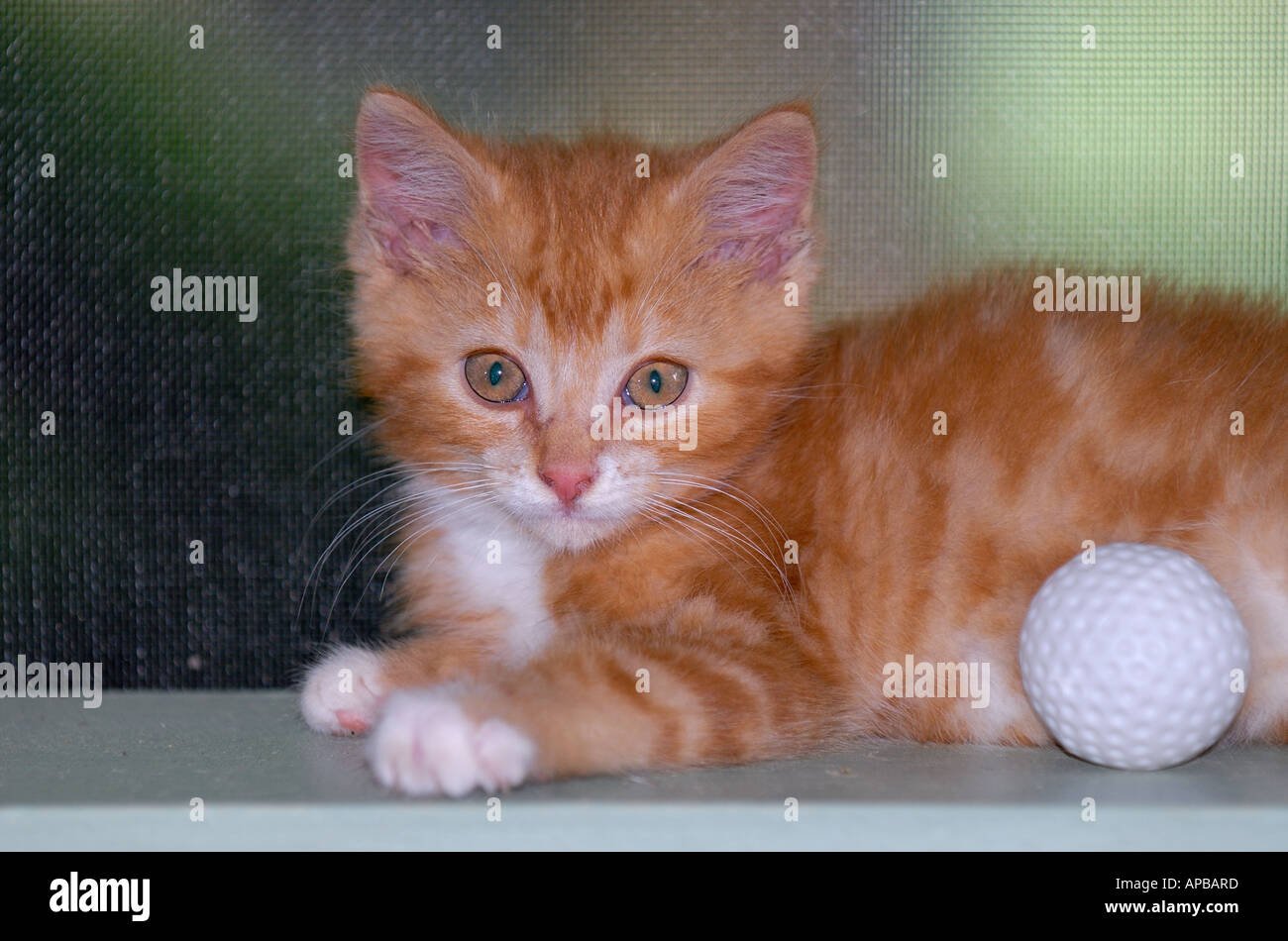 Gold Tabby Kitten mit Golfball Stockfoto