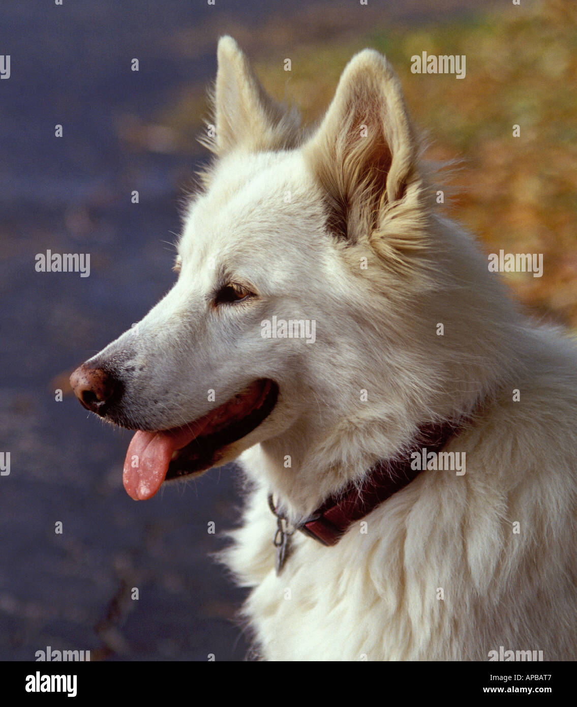 Samojede Shepard Mix Hund Stockfotografie - Alamy
