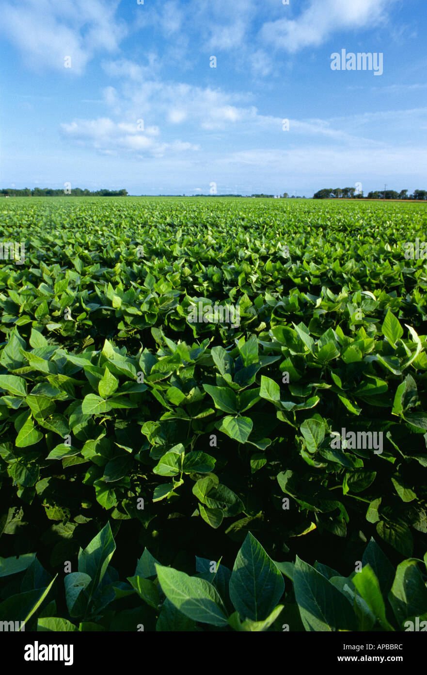 Landwirtschaft - geringe Aussicht auf Mitte Wachstum Sojabohnen in der Nähe der Baldachin Schließung Bühne / Arkansas, USA. Stockfoto