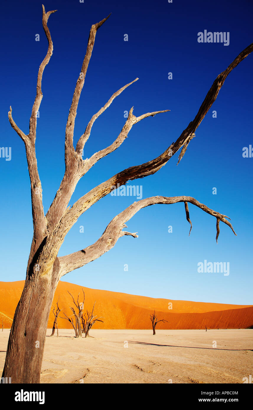 Toter Baum in der Namib-Wüste Stockfoto