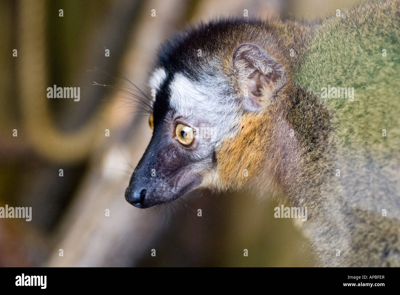 Rot-konfrontierte braune Lemur [Eulemur Fulvus Rufus] Stockfoto