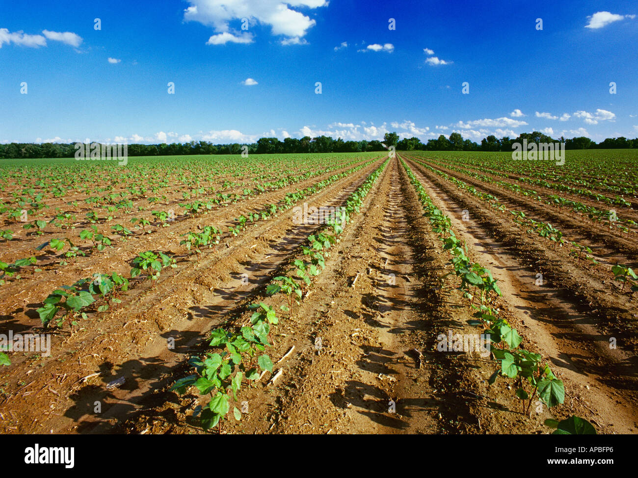 Landwirtschaft - Feld des frühen Wachstums reduziert Bodenbearbeitung Baumwolle im 5-6-Blatt-Stadium / Mississippi, USA. Stockfoto