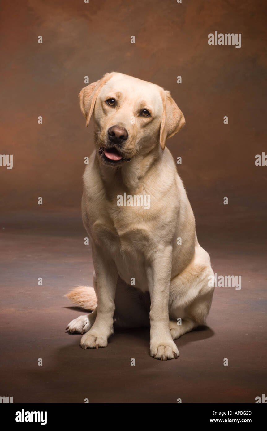gelber Labrador Retriever sitzend mit Kopf gespannt und neugierig Ausdruck und Zunge Hälfte auf einem braunen Studio-Hintergrund Stockfoto