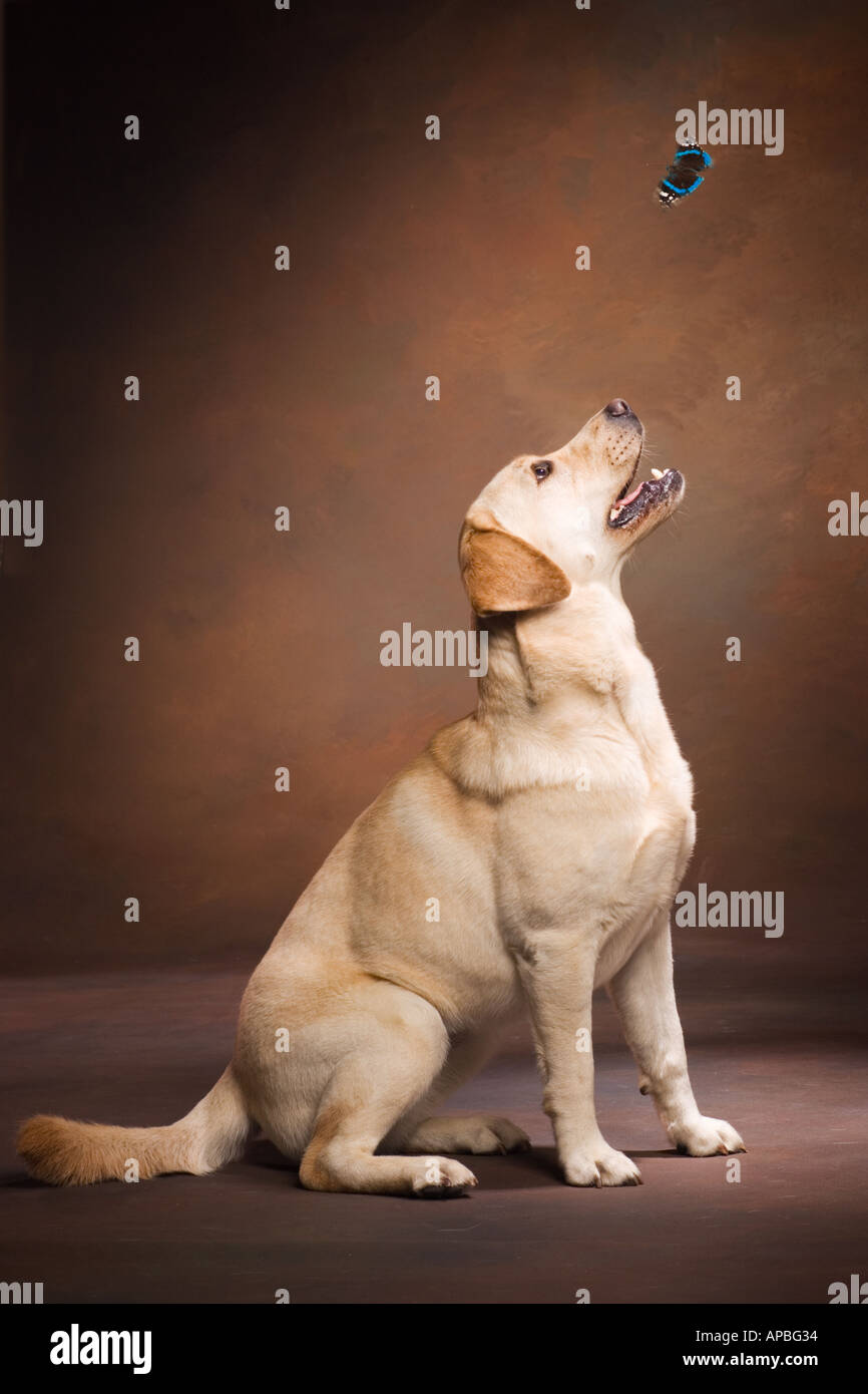 gelber Labrador Retriever Hund sitzt stramm im Profil Mitmusiker gerade einen Schmetterling mit braunen Studio-Hintergrund Stockfoto