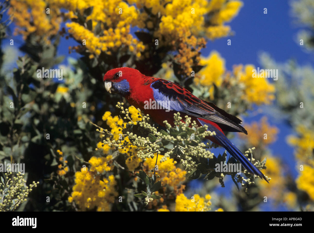 Crimson rosella (Platycercus elegans) in goldenem Wattle Tree, Lamington National Park, Queensland, Australien Stockfoto