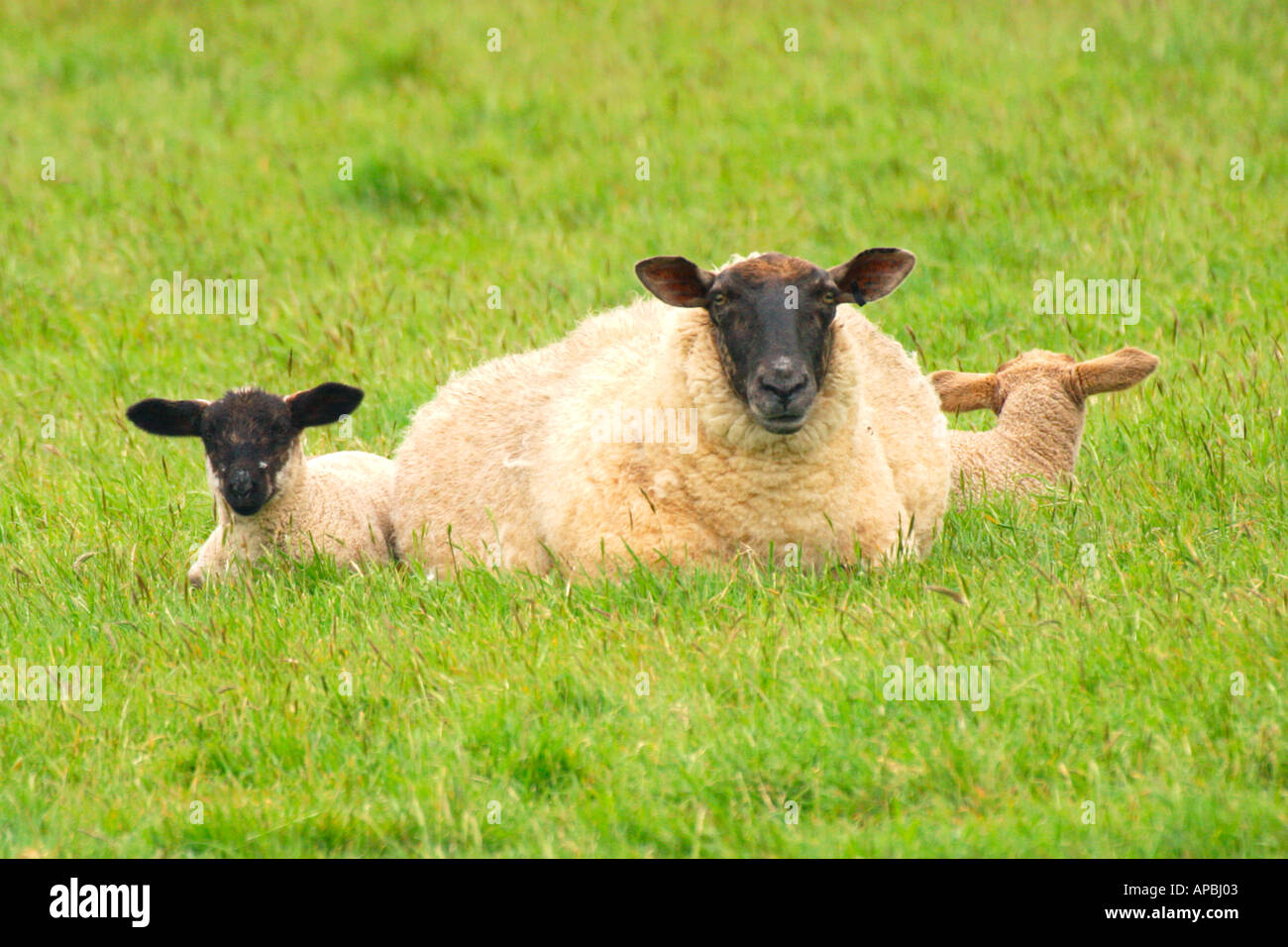 Schaf mit zwei Lämmern im Feld im Frühjahr Dorset England UK GB Europa EU Stockfoto
