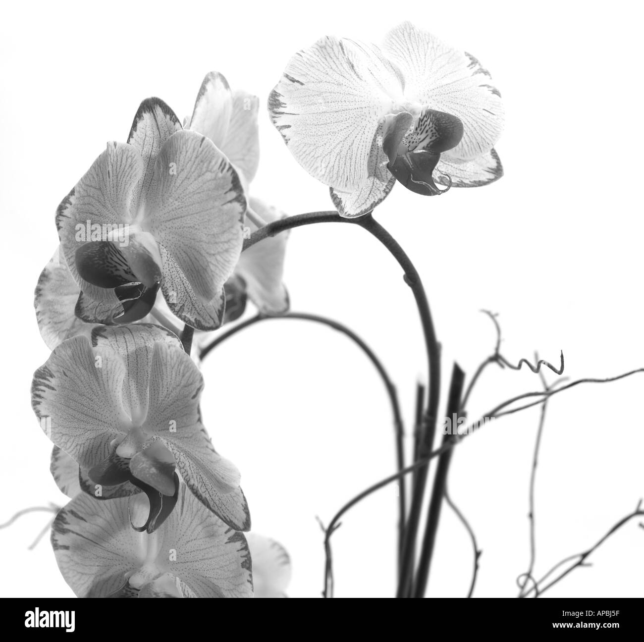 White Orchid Detail mit Knospen auf einem weißen Hintergrund in schwarz / weiß Stockfoto