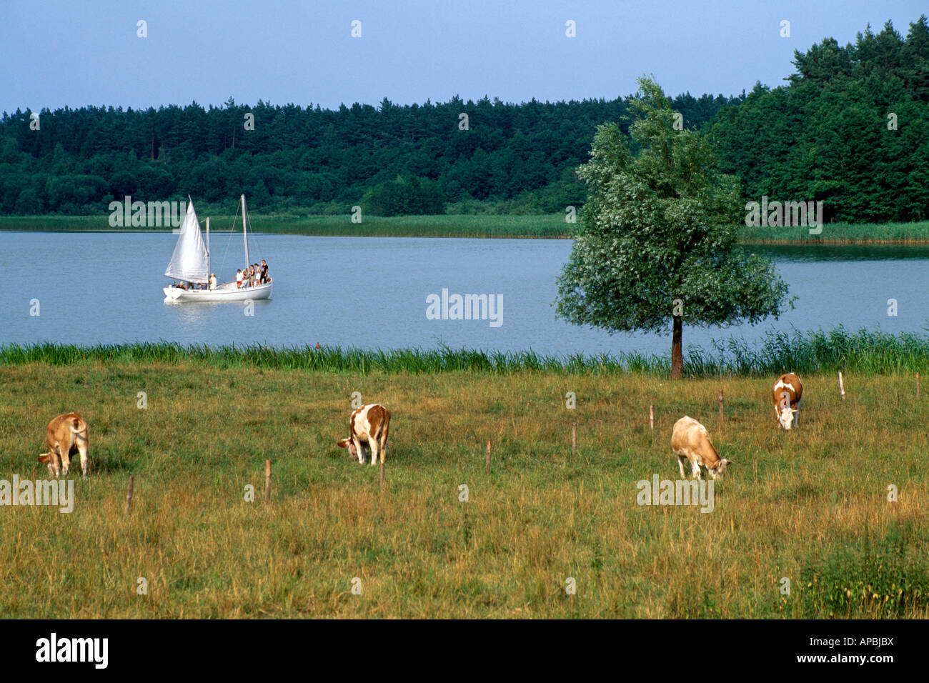 Segelboote und Kühe, Jez. Jagodna, Masuren, Polen Stockfoto