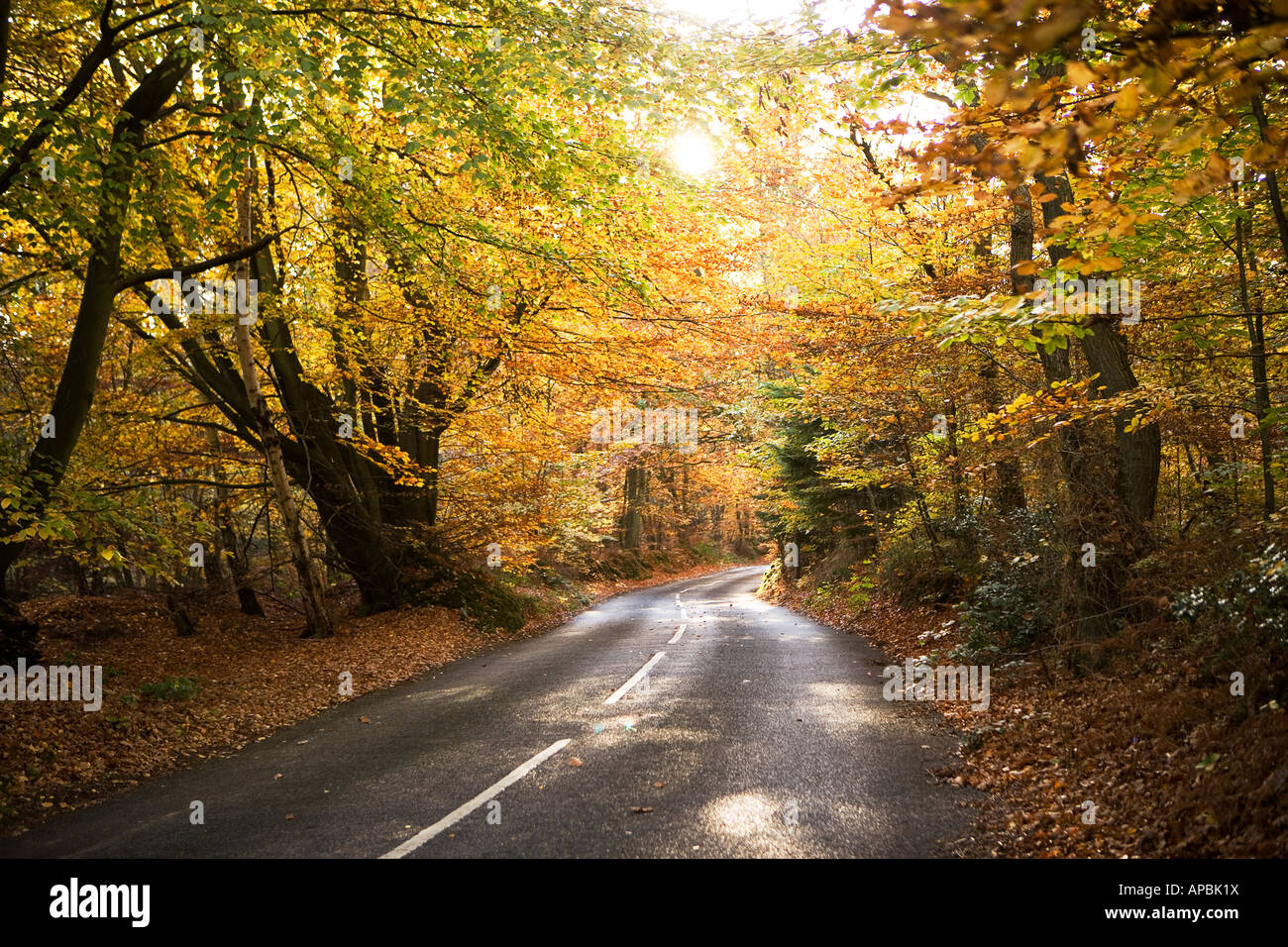 Eine kurvenreiche Landstraße im Herbst Kent England UK Stockfoto