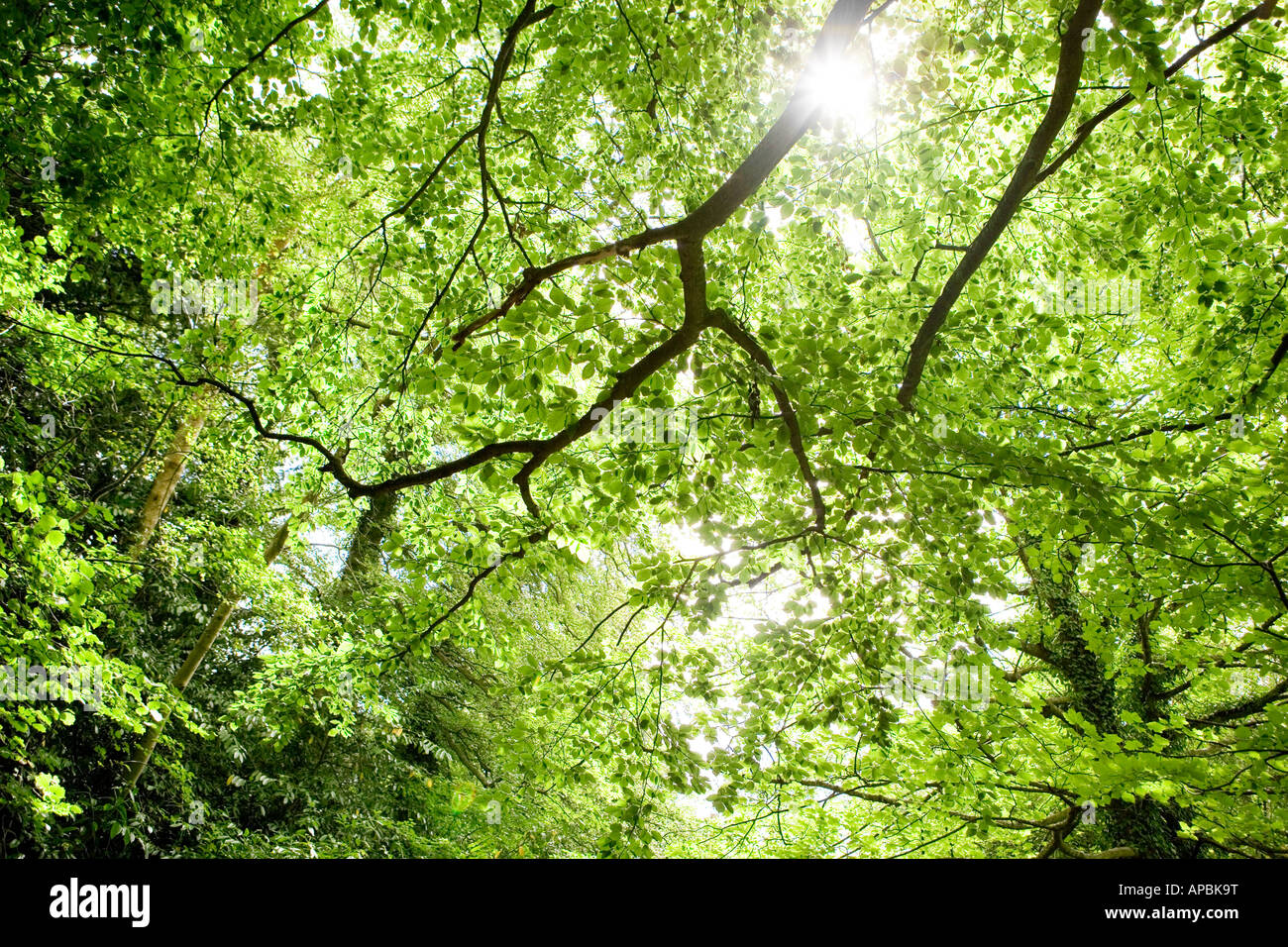 Sonnenlicht durch frische grüne Blätter Baum Laub Stockfoto