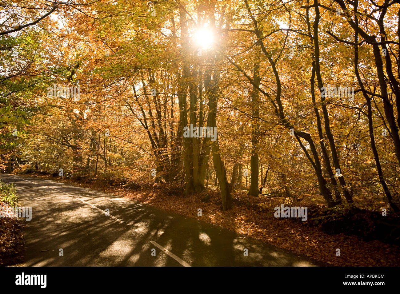 Landstraße im Herbst Kent England UK Stockfoto