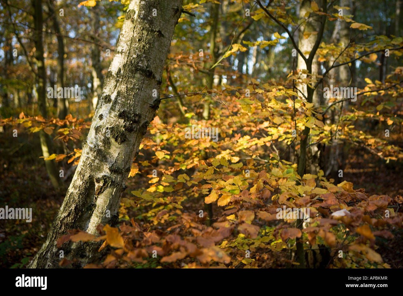 Birke / Betula Pendel Bäume im Wald Kent England UK Stockfoto