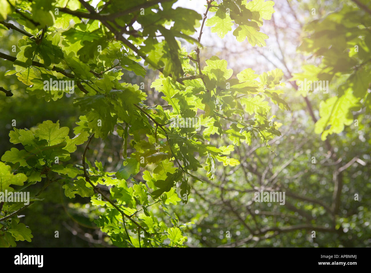Sonnenlicht durch frisches grünes Blatt-Eiche (Quercus) Laub Baum Stockfoto
