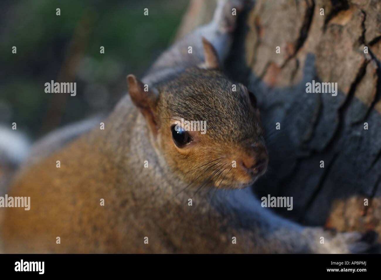 Nahaufnahme eines grauen Eichhörnchens Stockfoto