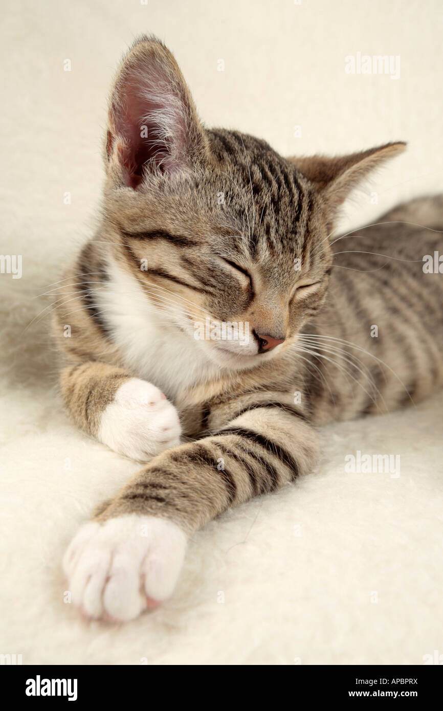 junge Kätzchen auf einer Decke schlafen Stockfoto