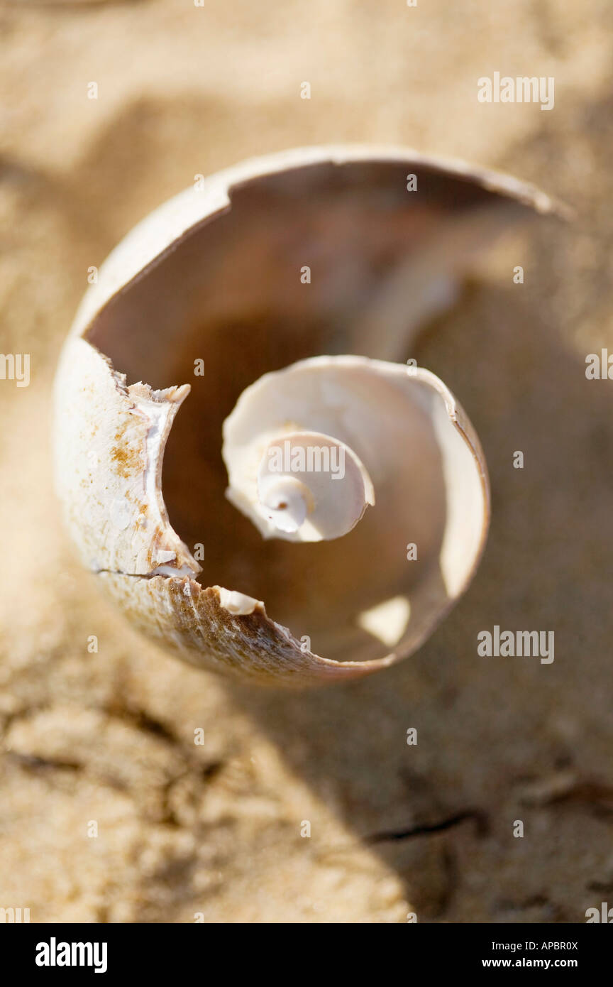gebrochene Muschel am Strand mit spiralförmigen Muster Stillleben Tageslicht Stockfoto