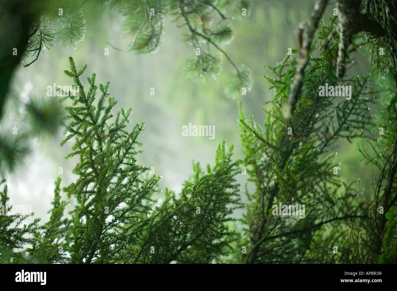 grüne Zweige und Nebel Nebel machen Natur Hintergrund Stockfoto