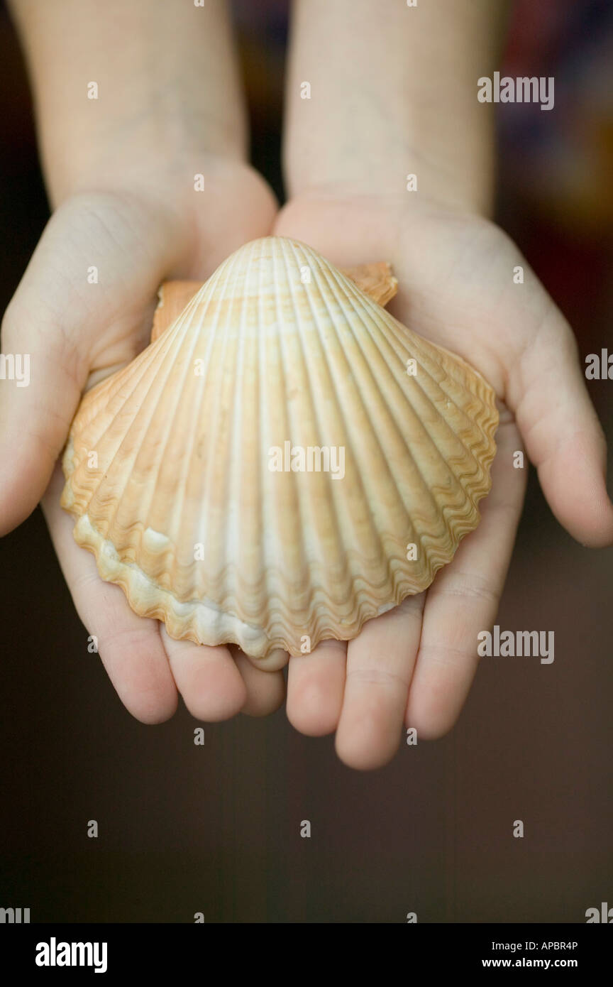 junges Kind hält große Meer Shell Jakobsmuschel in Händen. Stockfoto