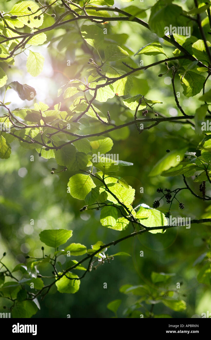 Sonnenlicht durch frische grüne Blätter Baum foliag Stockfoto