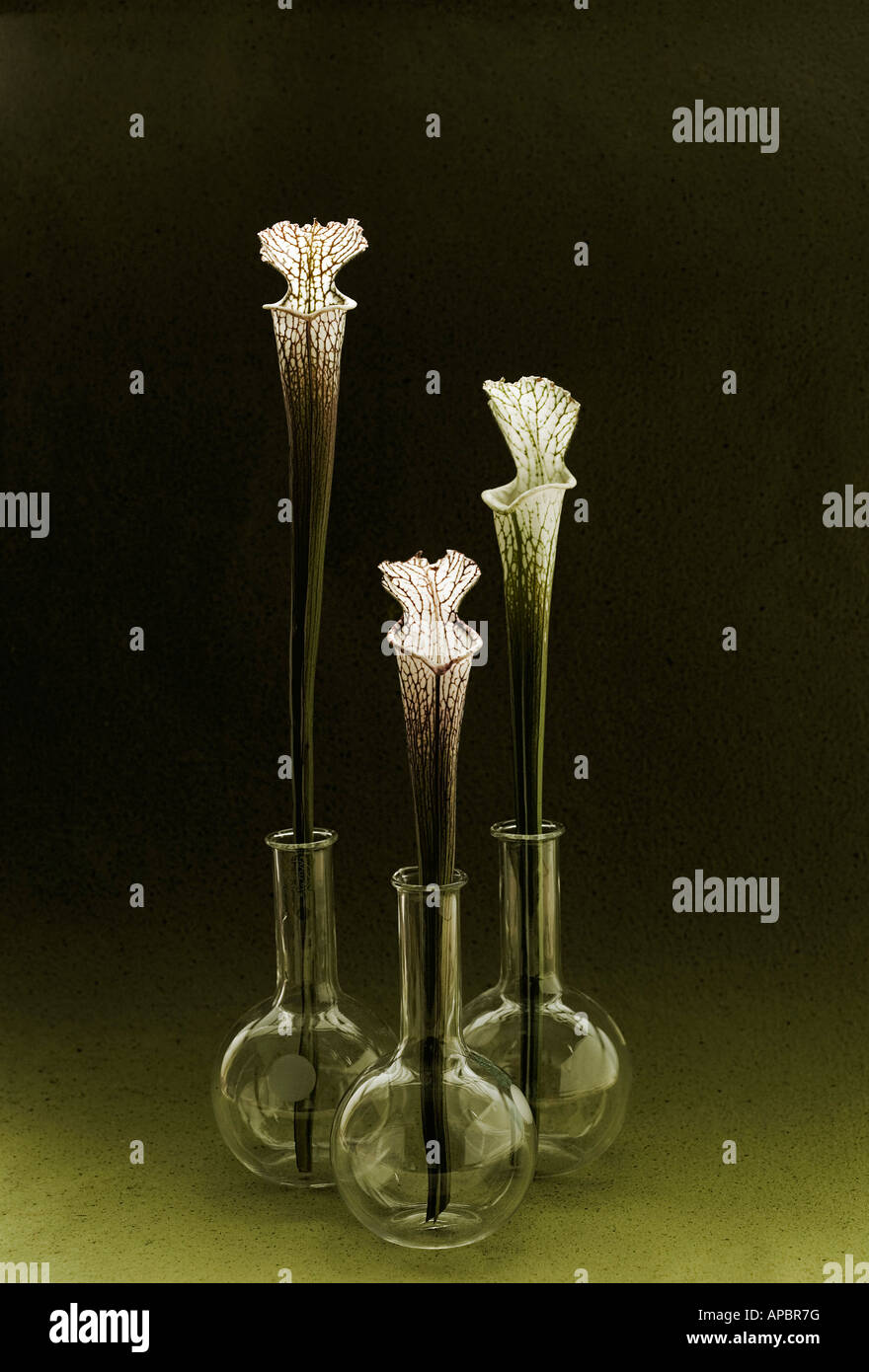 drei Blumen Fliegenfänger einfache Stilleben in Rundboden Korbflaschen Stockfoto