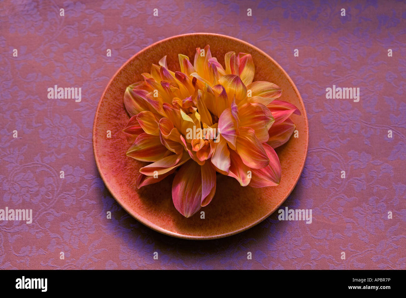 gelbe Blume Dahlie auf Platte Stillleben lila Orange Runde Kreis einfach Blütenblätter zart blumig Stockfoto