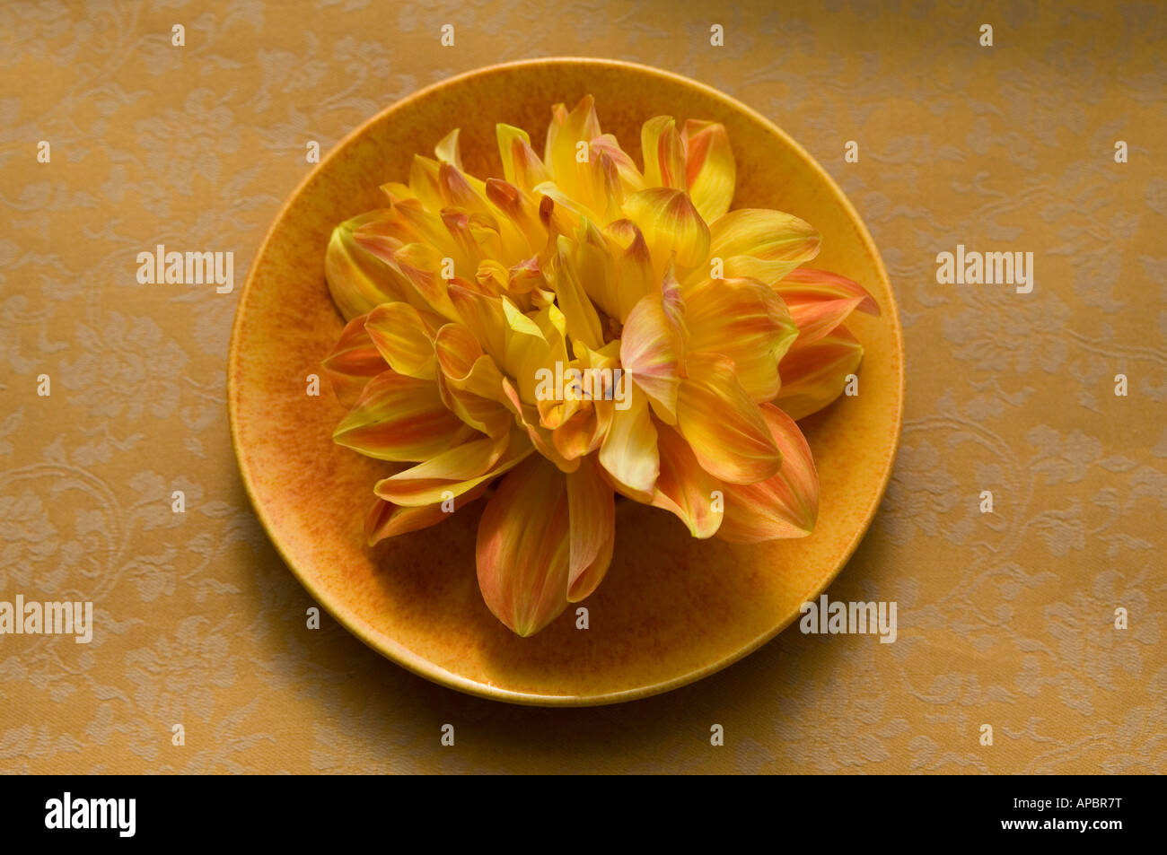 gelbe Blume Dahlie auf Platte Stillleben gelb orange runden Kreis einfach Stockfoto
